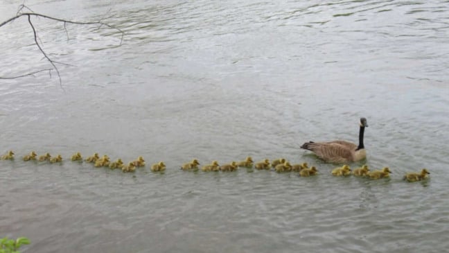 Gansa em lago seguida por filhotes