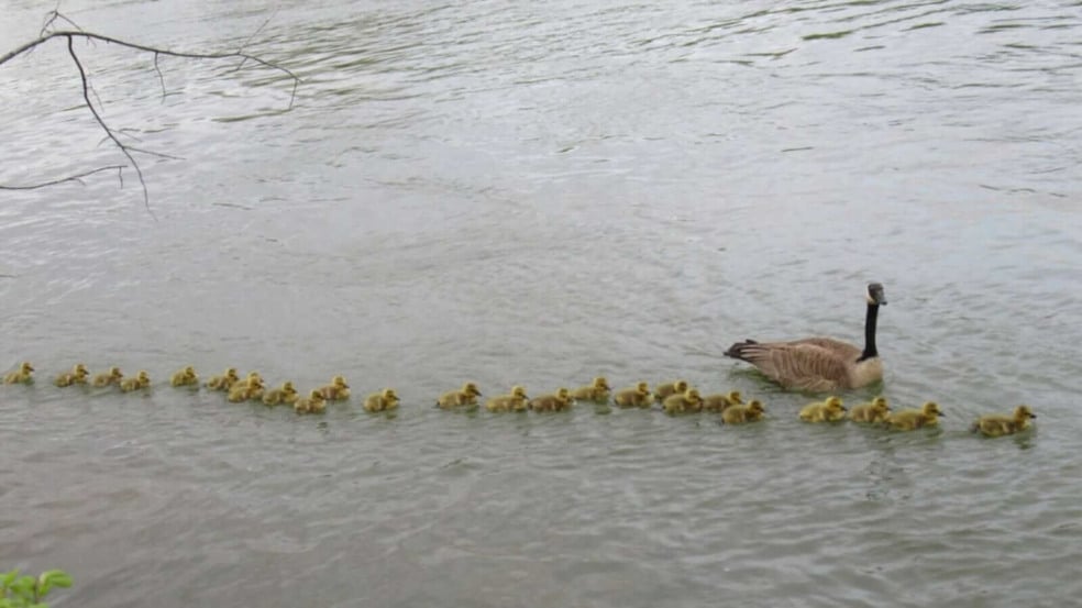 Gansa em lago seguida por filhotes