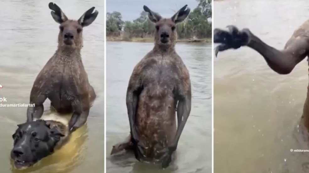 Homem 'sai no soco' com canguru para salvar cachorro