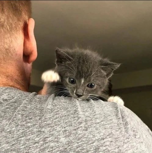 Homem com filhote de gato