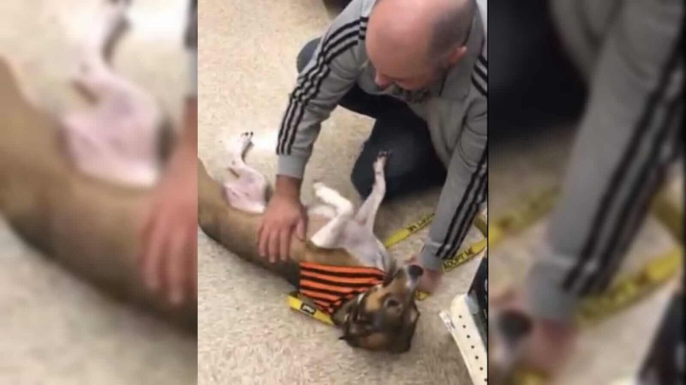 Homem brincando com cachorro