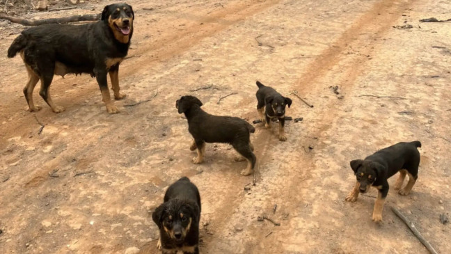 Família de cachorros em incêndio florestal