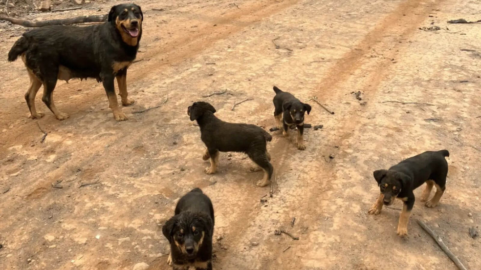 Família de cachorros em incêndio florestal