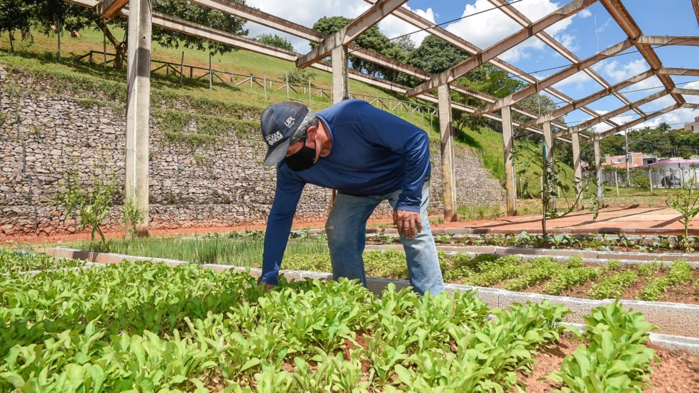Horta Urbana: no Jardim do Lago, primeira colheita deve acontecer no fim de janeiro