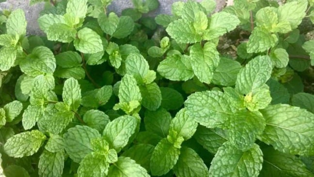 Foto: Yonder Choices/Canva