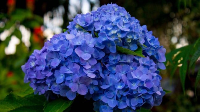 (Foto: Moe ha/Canva)