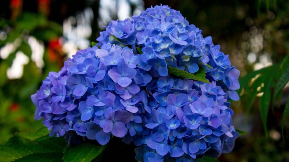 (Foto: Moe ha/Canva)