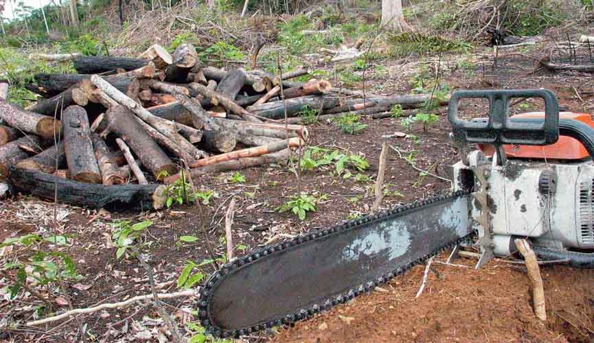 Humanidade já usou recursos naturais do planeta para 2019