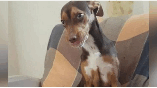 Cãozinho coloca dentadura de avó que a procurava desesperadamente