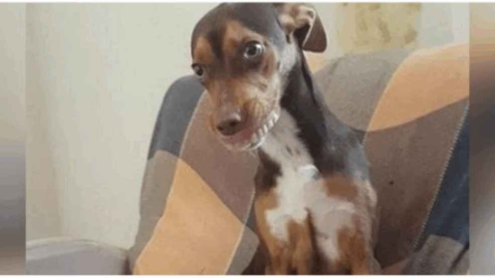 Cãozinho coloca dentadura de avó que a procurava desesperadamente