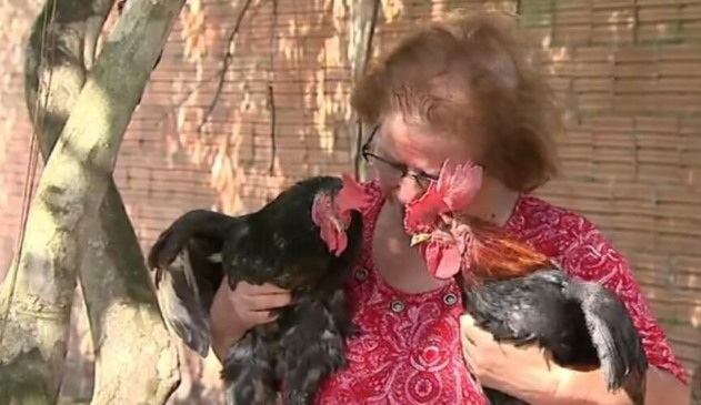 idosa é condenada por conta de galo