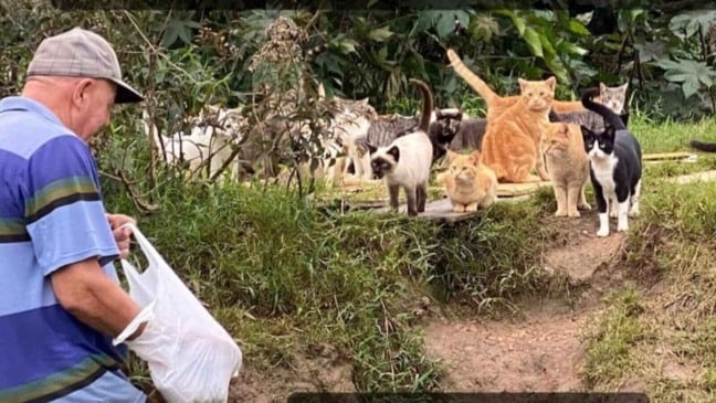 Homem alimentando gatos