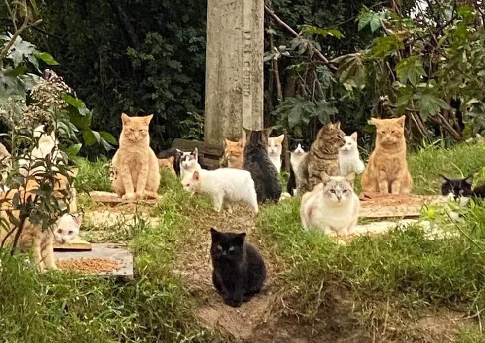 Gatos abandonados em terreno