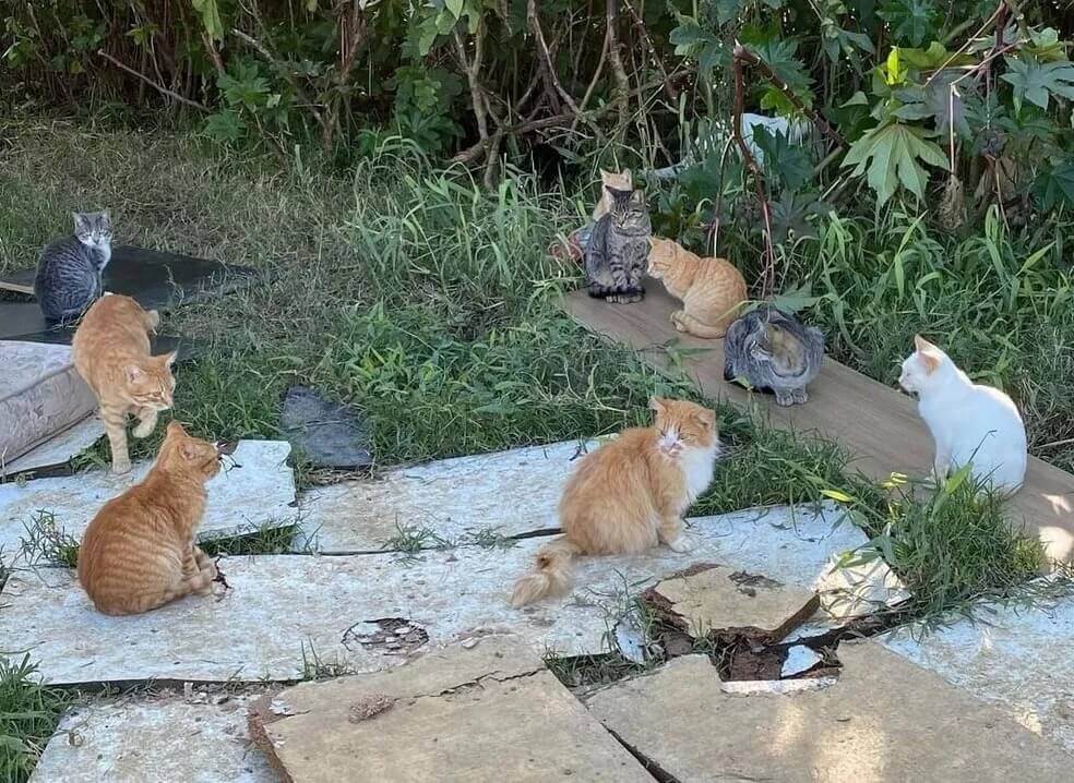 Gatos abandonados em terreno