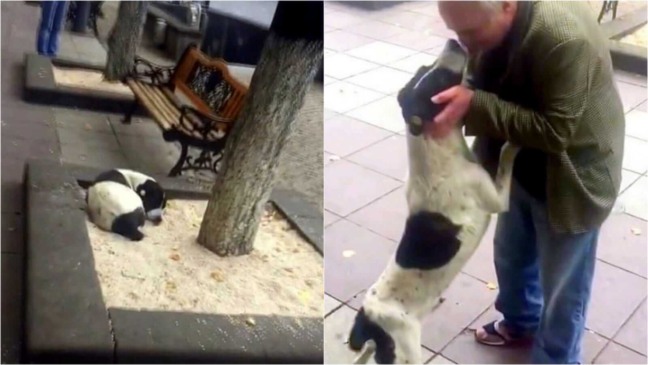 Reencontro com cachorro