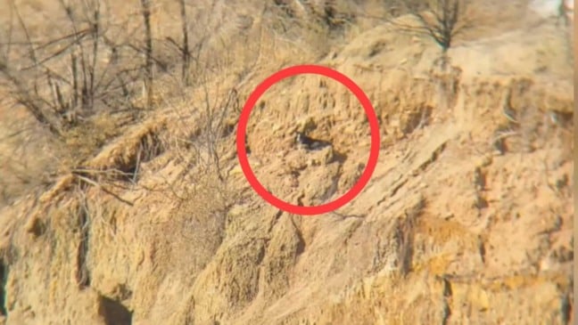 Cachorro deitado em penhasco