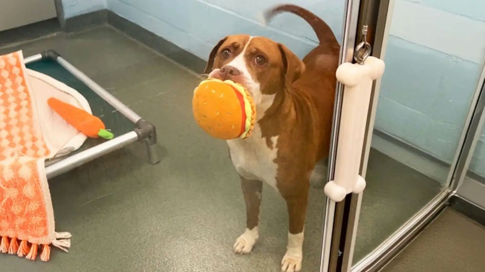 Foto: Reprodução/Humane Society Of Broward County/The Dodo Foto: Reprodução/Humane Society Of Broward County/The Dodo