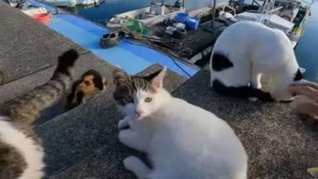 (Foto: Reprodução/Youtube)