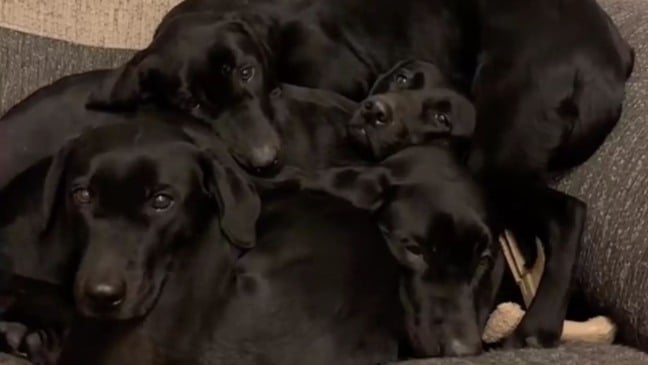Cachorros labradores deitados em poltrona
