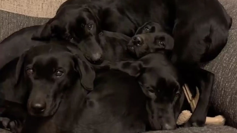 Cachorros labradores deitados em poltrona