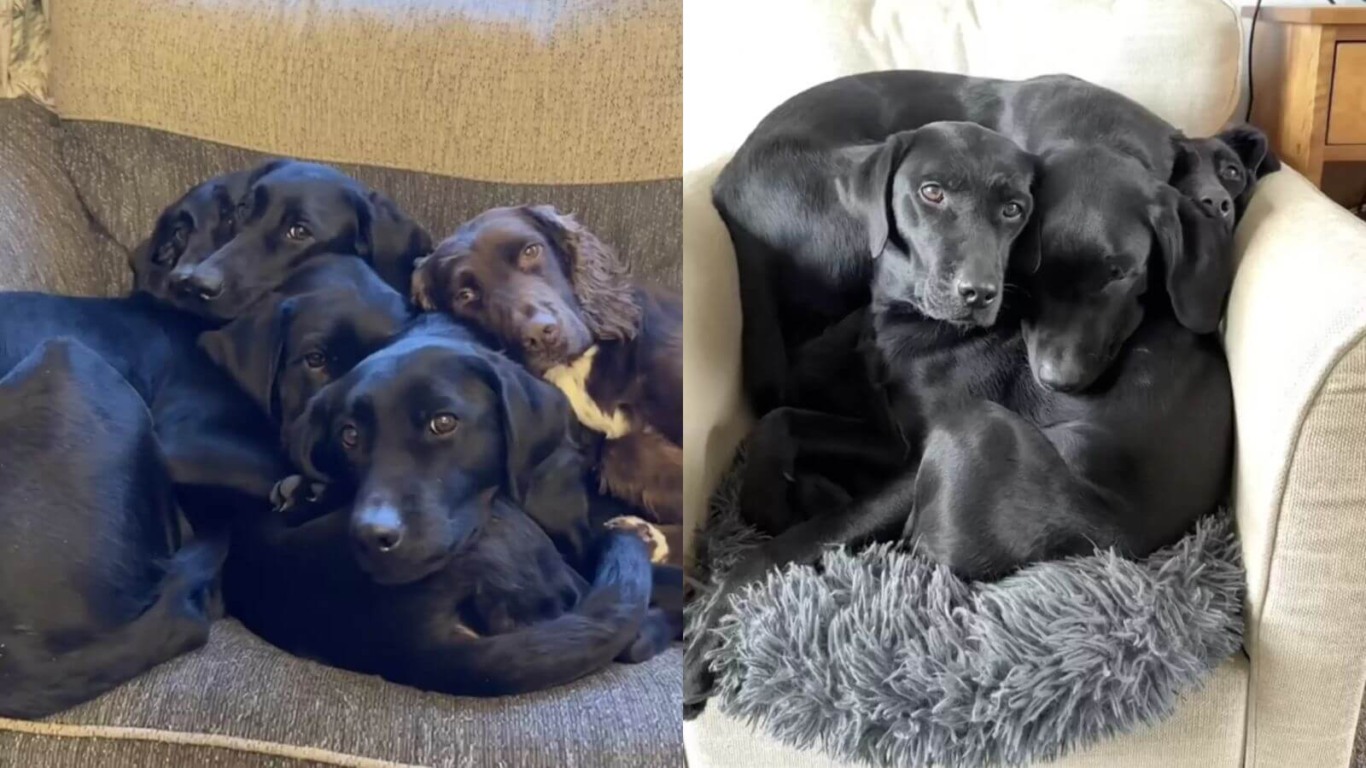 Cachorros labradores deitados em poltrona