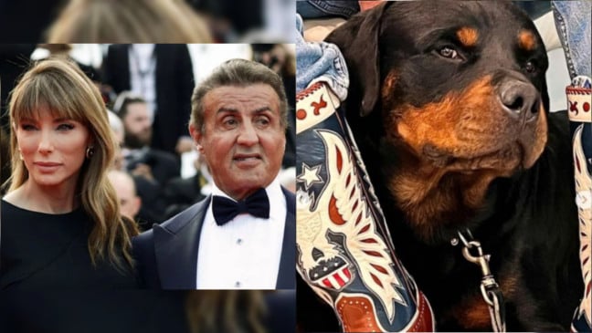 Cachorro de Sylvester Stallone é apontado como 'pivô' de divórcio do ator