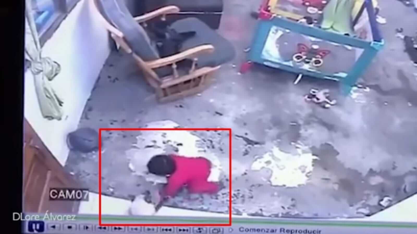 Gato salva bebê de cair em escada