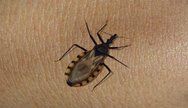 inseto barbeiro em cima de um tecido humano, pele de algum membro