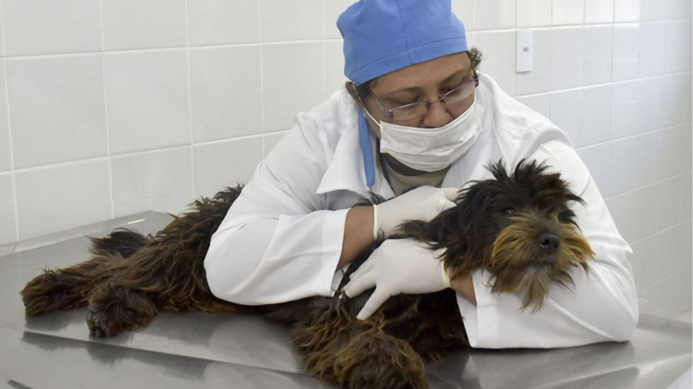 Veterinária segurando cachorro