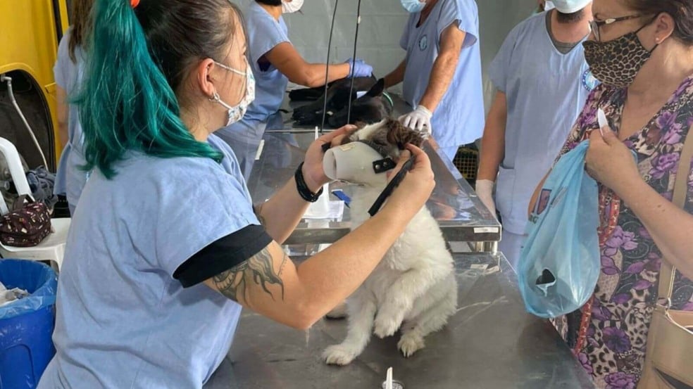 Mutirão de Castração de Campo Limpo Paulista