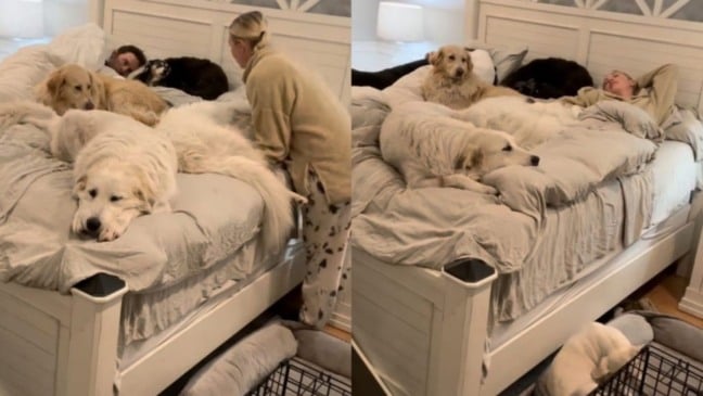 Cachorros dormem na cama com tutores