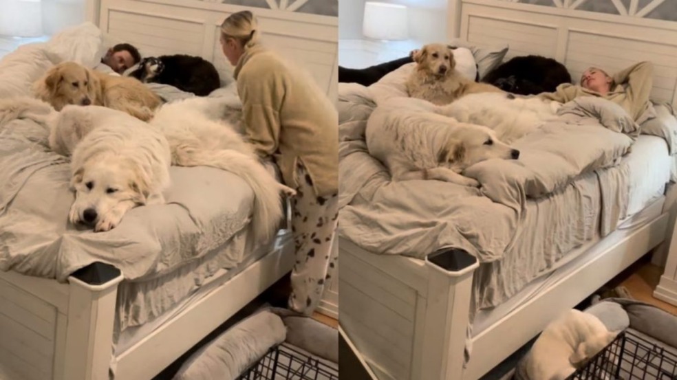 Cachorros dormem na cama com tutores