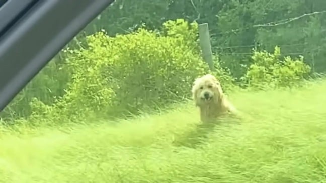 Cachorro branco no mato