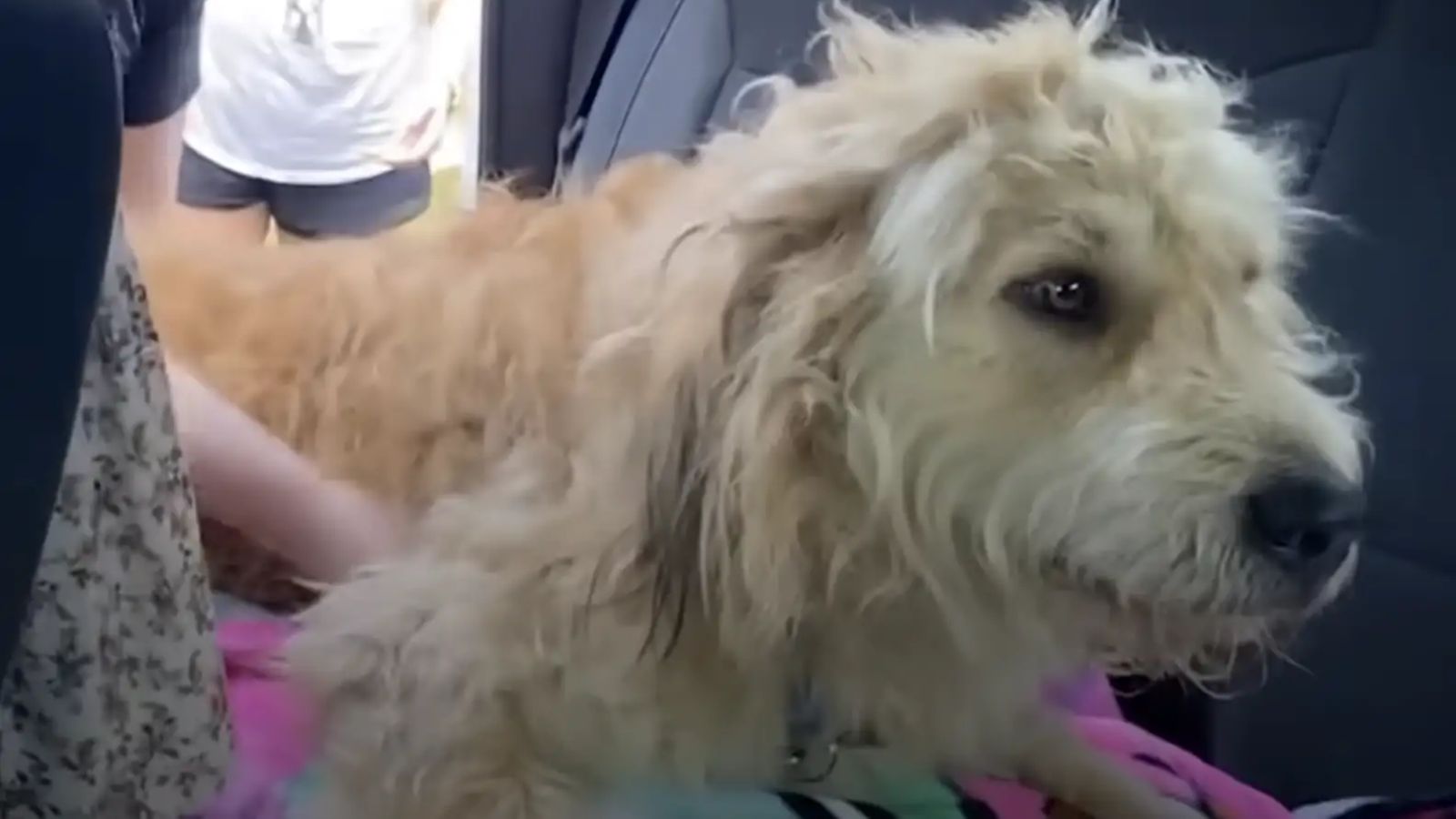 Cachorro branco em carro