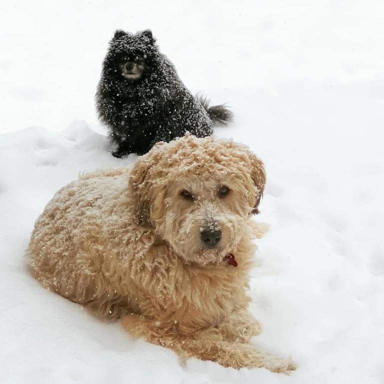 Cachorro branco e cachorro preto na neve