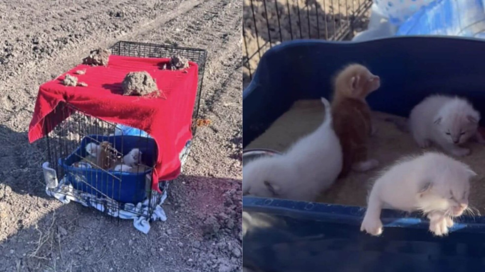 Foto: Reprodução/Janet Murdock/The Dodo