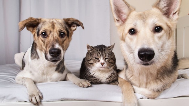 Dois cães e um gato