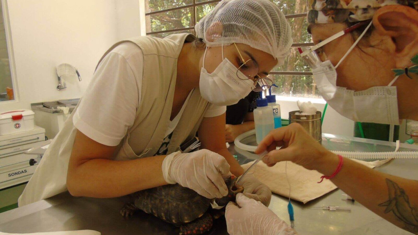 Jabuti resgatado com caso clínico 'incomum' passa por cirurgia na Mata Ciliar, em Jundiaí