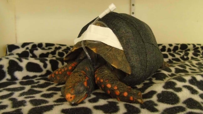 Jabuti resgatado com caso clínico 'incomum' passa por cirurgia na Mata Ciliar, em Jundiaí