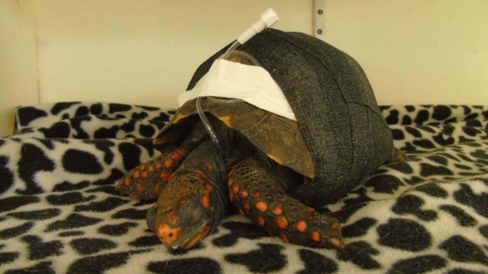 Jabuti resgatado com caso clínico 'incomum' passa por cirurgia na Mata Ciliar, em Jundiaí