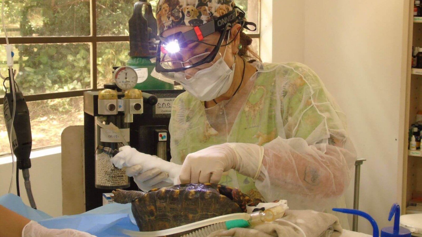 Jabuti resgatado com caso clínico 'incomum' passa por cirurgia na Mata Ciliar, em Jundiaí