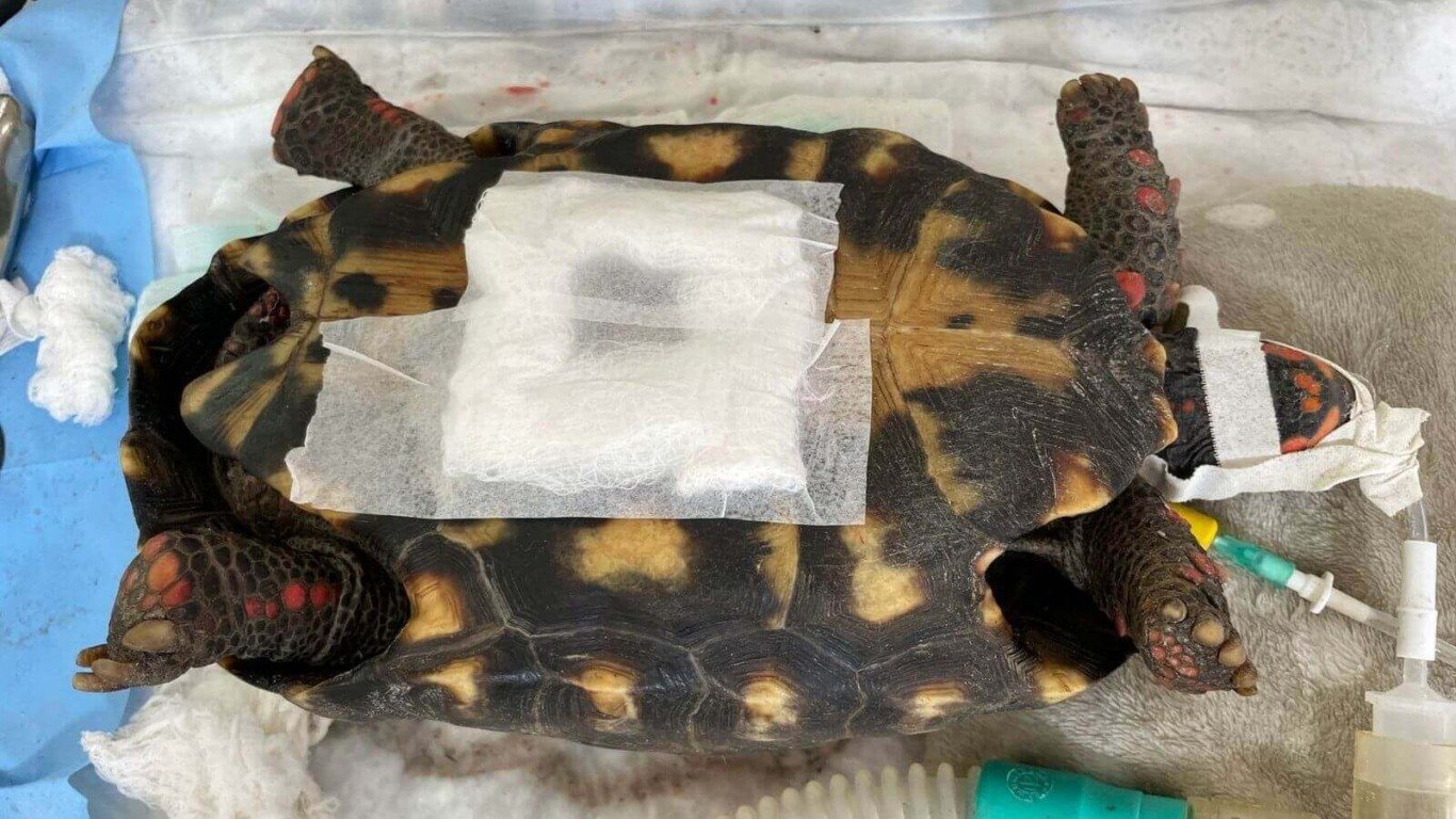 Jabuti resgatado com caso clínico 'incomum' passa por cirurgia na Mata Ciliar, em Jundiaí