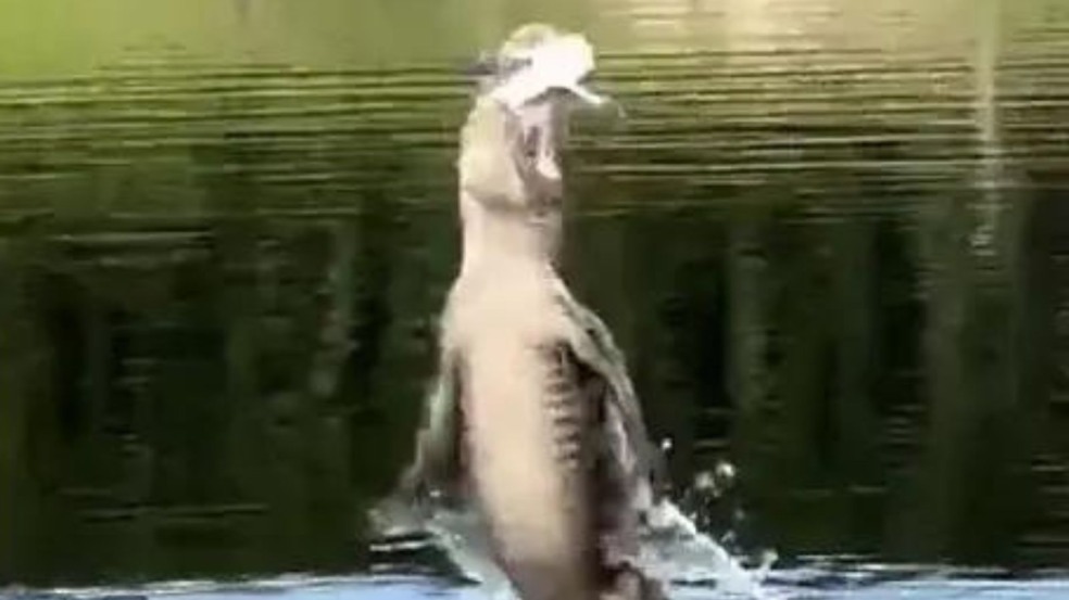 (Foto: Reprodução/Youtube)