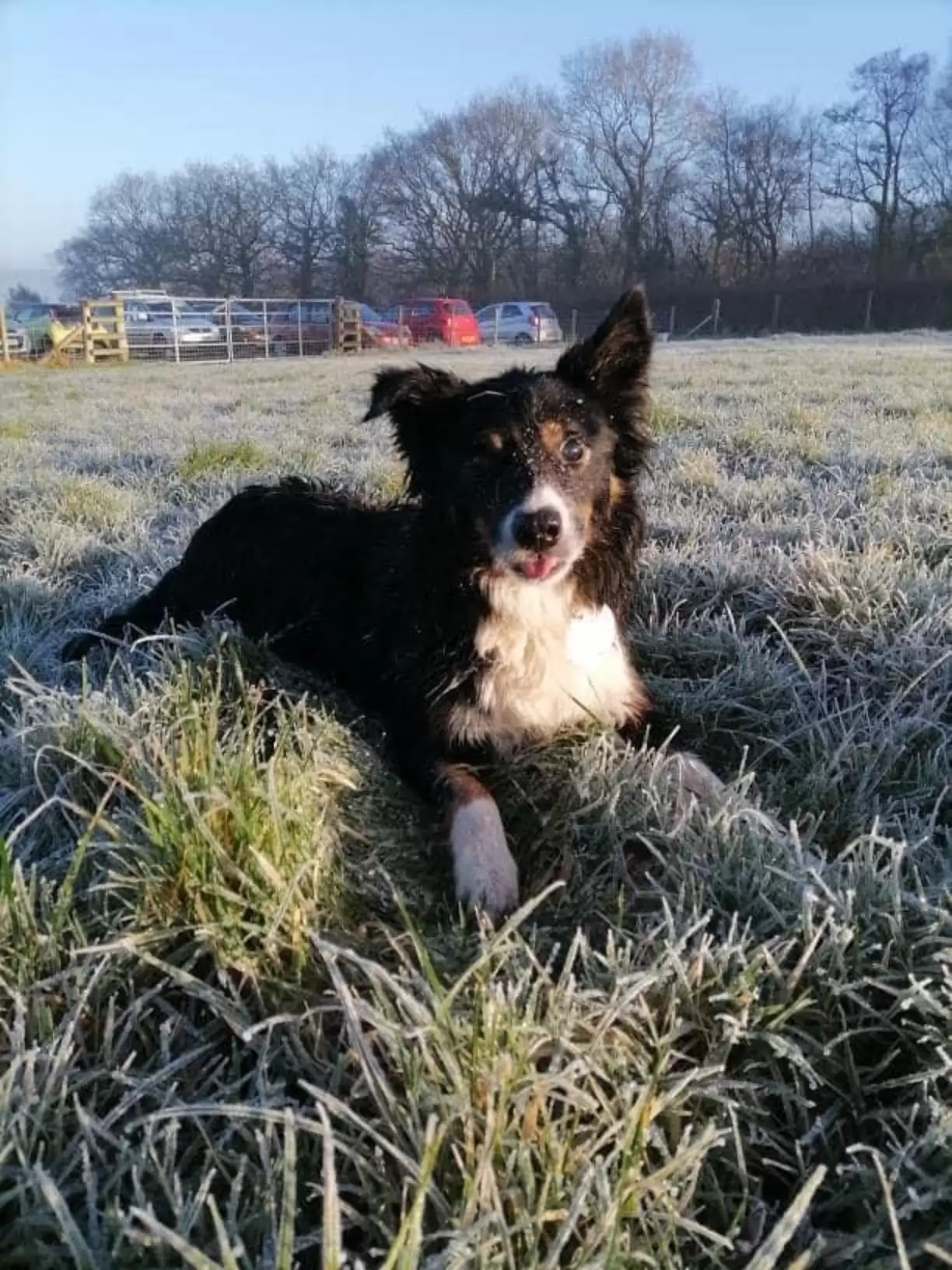 Jacko-cão-cego-é-adotado-Zoom