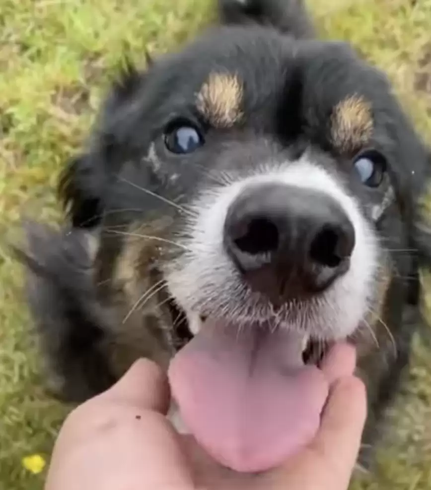 Jacko-cão-cego-é-adotado1