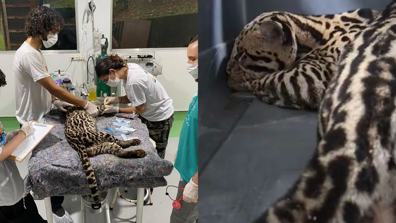 Jaguatirica resgatada em Jundiaí pela Mata Ciliar