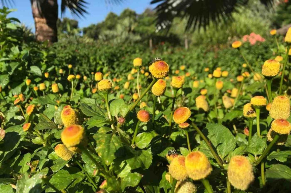 Canteiro de flores do Crianças conhecerão folhas e flores disponíveis no Jardim Botânico de Jundiaí Canteiro de flores do Crianças conhecerão folhas e flores disponíveis no Jardim Botânico de Jundiaí