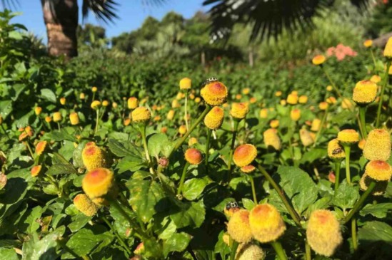 Canteiro de flores do Crianças conhecerão folhas e flores disponíveis no Jardim Botânico de Jundiaí
