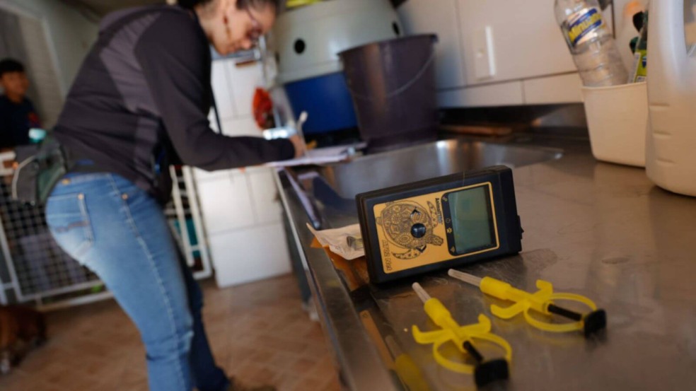 Microchipagem de animais em Jundiaí