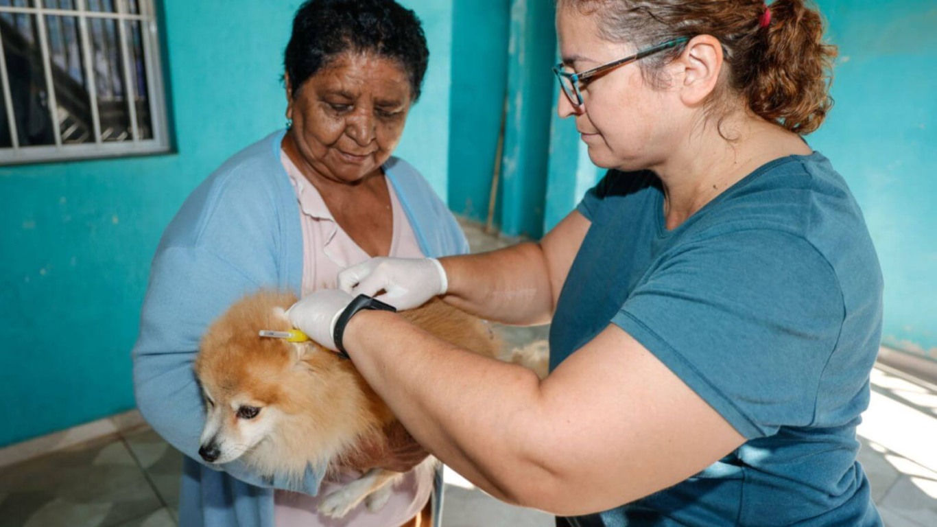 Microchipagem de animais em Jundiaí